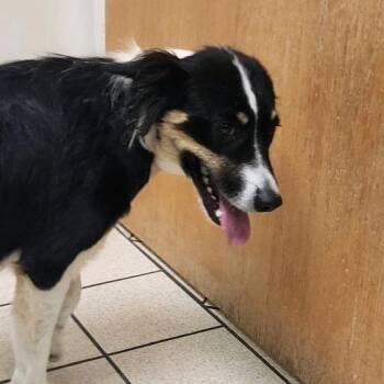 Lavender -  Mixed Breed Dog for Adoption in Charleston, West Virginia - Lavender | PetCurious