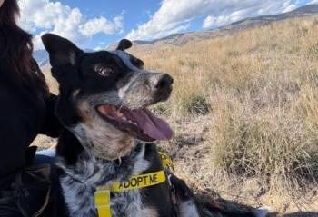 Rocky -  Australian Cattle Dog Blue Heeler Dog for Adoption in Salmon, Idaho - Rocky | PetCurious