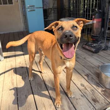 Draco -  Black Mouth Cur and Terrier Dog for Adoption in Magnolia, Texas - Draco | PetCurious