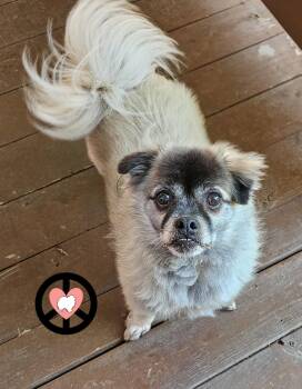 Bahama -  Pomeranian and Pug Dog for Adoption in Lebanon, Pennsylvania - Bahama | PetCurious