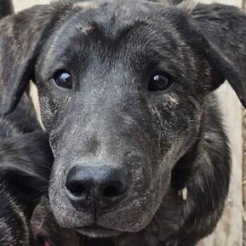 Labrador Retriever and Shepherd Dogs Available for Adoption in Richmond Hill, Ontario - Darcy | PetCurious