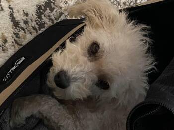 Sophia -  Miniature Poodle and Cairn Terrier Dog for Adoption in Garland, Texas - Sophia | PetCurious