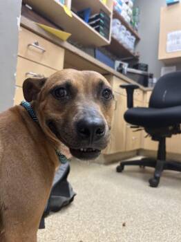 Rescue Mixed Breed Dogs for Adoption in Munster, Indiana - Noodles | PetCurious