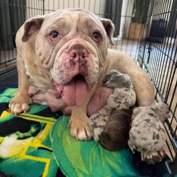 Betsy (*) -  English Bulldog and Mixed Breed Dog for Adoption in Sacramento, California - Betsy (*) | PetCurious