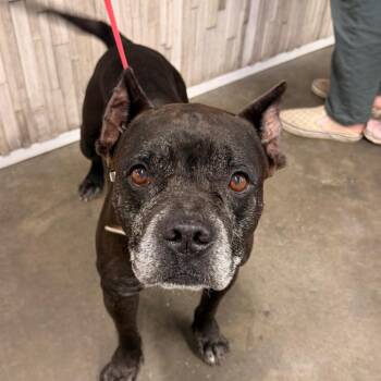 Rocky -  Terrier Dog for Adoption in Tampa, Florida - Rocky | PetCurious
