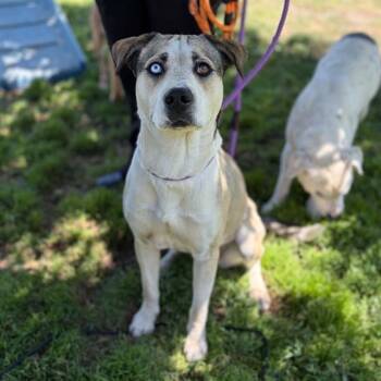 Pit Bull Terrier and Mixed Breed Dogs Available for Adoption in Modesto, California - CLEO | PetCurious