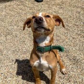Opera -  Labrador Retriever and Mixed Breed Dog for Adoption in Matteson, Illinois - Opera | PetCurious