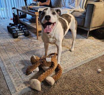 Wallace -  Australian Shepherd and Pit Bull Terrier Dog for Adoption in Sparks, Nevada - Wallace | PetCurious