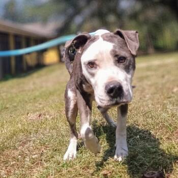 Rescue Pit Bull Terrier Dogs for Adoption in Valley, Alabama - "Bella" | PetCurious