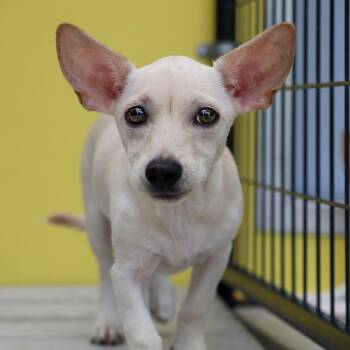 Chihuahua and Mixed Breed Dogs Available for Adoption in Bradenton, Florida - Bitty | PetCurious