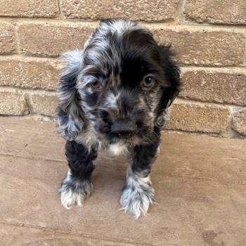 Walter -  Cocker Spaniel Dog for Adoption in Pittsburg, Kansas - Walter | PetCurious