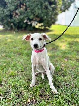 Ruff -  Jack Russell Terrier and Mixed Breed Dog for Adoption in Aiken, South Carolina - Ruff | PetCurious