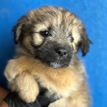 WARBLE -  Shepherd and Mixed Breed Dog for Adoption in Richmond, California - WARBLE | PetCurious