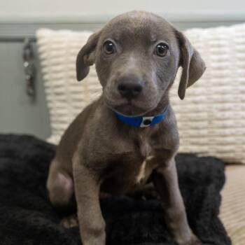 Finn -  Labrador Retriever and Mixed Breed Dog for Adoption in Pawling, New York - Finn | PetCurious