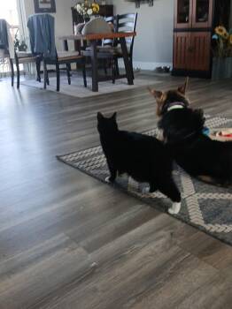 German Shepherd Dog Dogs Available for Adoption - Quinn | PetCurious