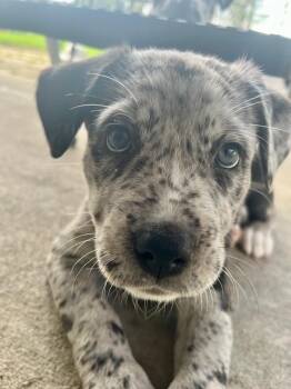 Catahoula Leopard Dog and Pit Bull Terrier Dogs Available for Adoption - Clover | PetCurious