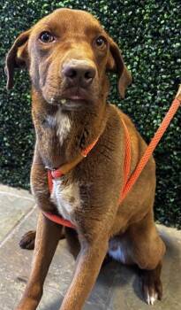 Mixed Breed Dogs Available for Adoption in El Paso, Texas - 61061335 | PetCurious