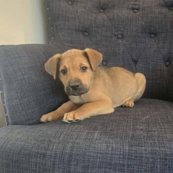 Mixed Breed Dogs Available for Adoption - Mateo Frost | PetCurious