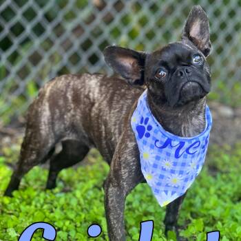 Boston Terrier and French Bulldog Dogs Available for Adoption in Madisonville, Texas - Cricket | PetCurious