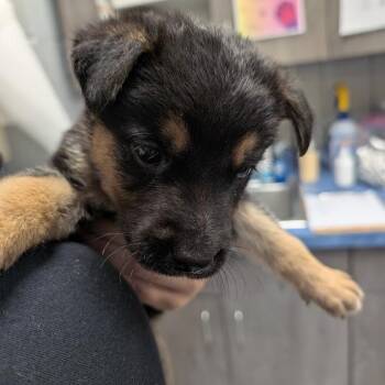Refried Beans -  Mixed Breed Dog for Adoption in West Olive, Michigan - Refried Beans | PetCurious
