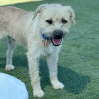 Stizzy A2290604 -  Terrier and Mixed Breed Dog for Adoption in Los Angeles, California - Stizzy A2290604 | PetCurious