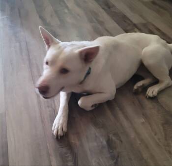 Rescue Husky and White German Shepherd Dogs for Adoption in Blacksburg, Virginia - Havana | PetCurious