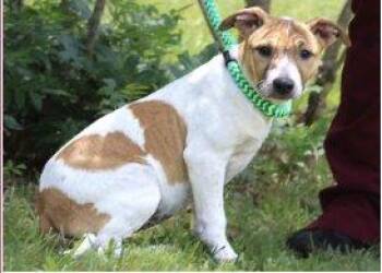 Harp -  Mixed Breed Dog for Adoption in Raleigh, North Carolina - Harp | PetCurious