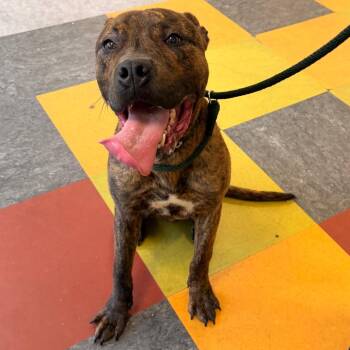 Goku -  Mixed Breed Dog for Adoption in Philadelphia, Pennsylvania - Goku | PetCurious