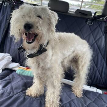 Froggy -  Miniature Schnauzer and Mixed Breed Dog for Adoption in Lake Jackson, Texas - Froggy | PetCurious