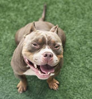 PRINCE -  Mixed Breed Dog for Adoption in Palmetto, Florida - PRINCE | PetCurious