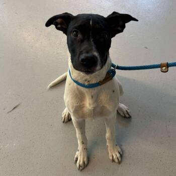 Rescue Mixed Breed Dogs for Adoption in Huntington, West Virginia - Harvey | PetCurious