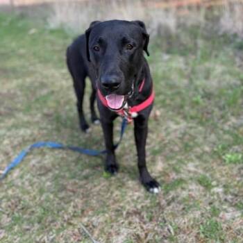 Black Labrador Retriever Dogs Available for Adoption in South Elgin, Illinois - Moon | PetCurious
