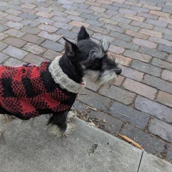 Miniature Schnauzer Dogs Available for Adoption in Chaska, Minnesota - Autumn Rose | PetCurious