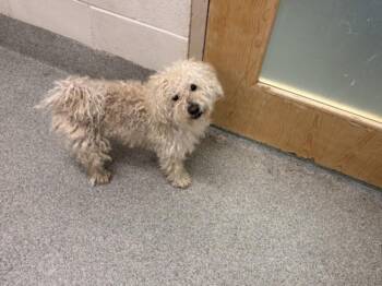 DAWSON -  Maltese Dog for Adoption in Loveland, Colorado - DAWSON | PetCurious