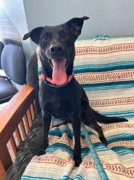 Lacey -  Mixed Breed Dog for Adoption in Marion, Ohio - Lacey | PetCurious