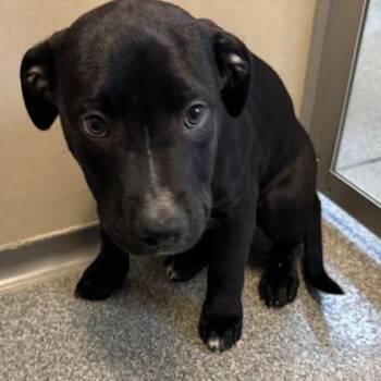 Prince Milk -  Mixed Breed and American Staffordshire Terrier Dog for Adoption in Bellevue, Washington - Prince Milk | PetCurious