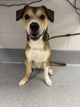 SNICKERS -  Beagle Dog for Adoption in Indianapolis, Indiana - SNICKERS | PetCurious