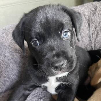 Freddie Rocknroll -  Labrador Retriever and Husky Dog for Adoption in Andover, Massachusetts - Freddie Rocknroll | PetCurious