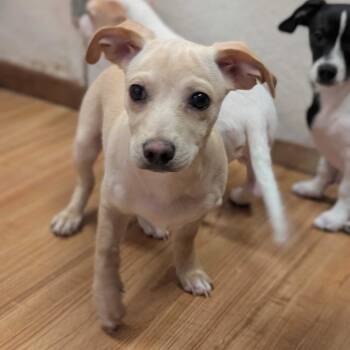 Cinnamon -  Chihuahua Dog for Adoption in Grand Junction, Colorado - Cinnamon | PetCurious
