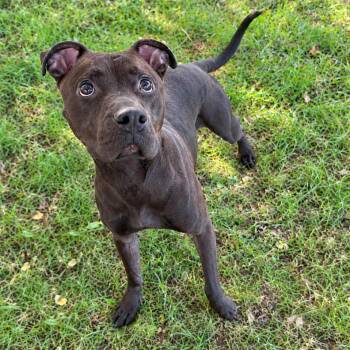 Mark -  Pit Bull Terrier Dog for Adoption in Jersey City, New Jersey - Mark | PetCurious