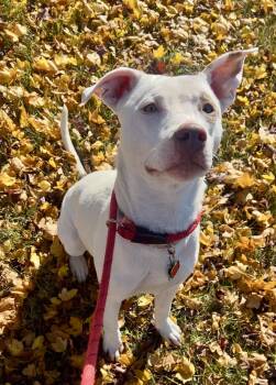 Rescue Mixed Breed Dogs for Adoption in St. Joseph, Michigan - Coconut | PetCurious