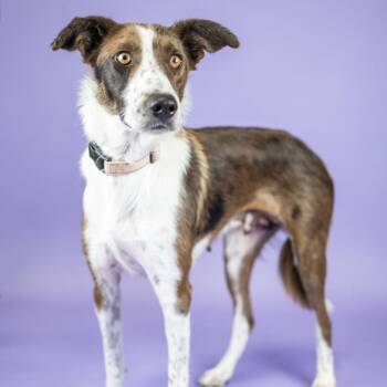 Surf -  Mixed Breed Dog for Adoption in Portland, Oregon - Surf | PetCurious