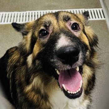 Reba -  German Shepherd Dog Dog for Adoption in Des Moines, Iowa - Reba | PetCurious