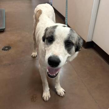Fargo -  Great Pyrenees and Mixed Breed Dog for Adoption in Flagstaff, Arizona - Fargo | PetCurious
