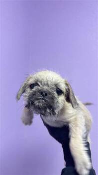 61129276 -  Pug and Terrier Dog for Adoption in El Paso, Texas - 61129276 | PetCurious