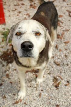 Rescue Siberian Husky Dogs for Adoption in Ona, West Virginia - McCandless | PetCurious