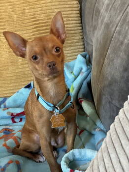 Rescue Chihuahua Dogs for Adoption in Sunnyvale, California - Lizzy | PetCurious