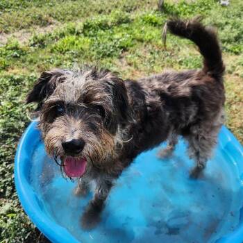 Oreo -  Schnauzer Dog for Adoption in Corpus Christi, Texas - Oreo | PetCurious