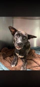Pumpkin -  Affenpinscher Dog for Adoption in Morgantown, Kentucky - Pumpkin | PetCurious