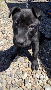 Beth -  Pit Bull Terrier and German Shepherd Dog Dog for Adoption in Monte Vista, Colorado - Beth | PetCurious